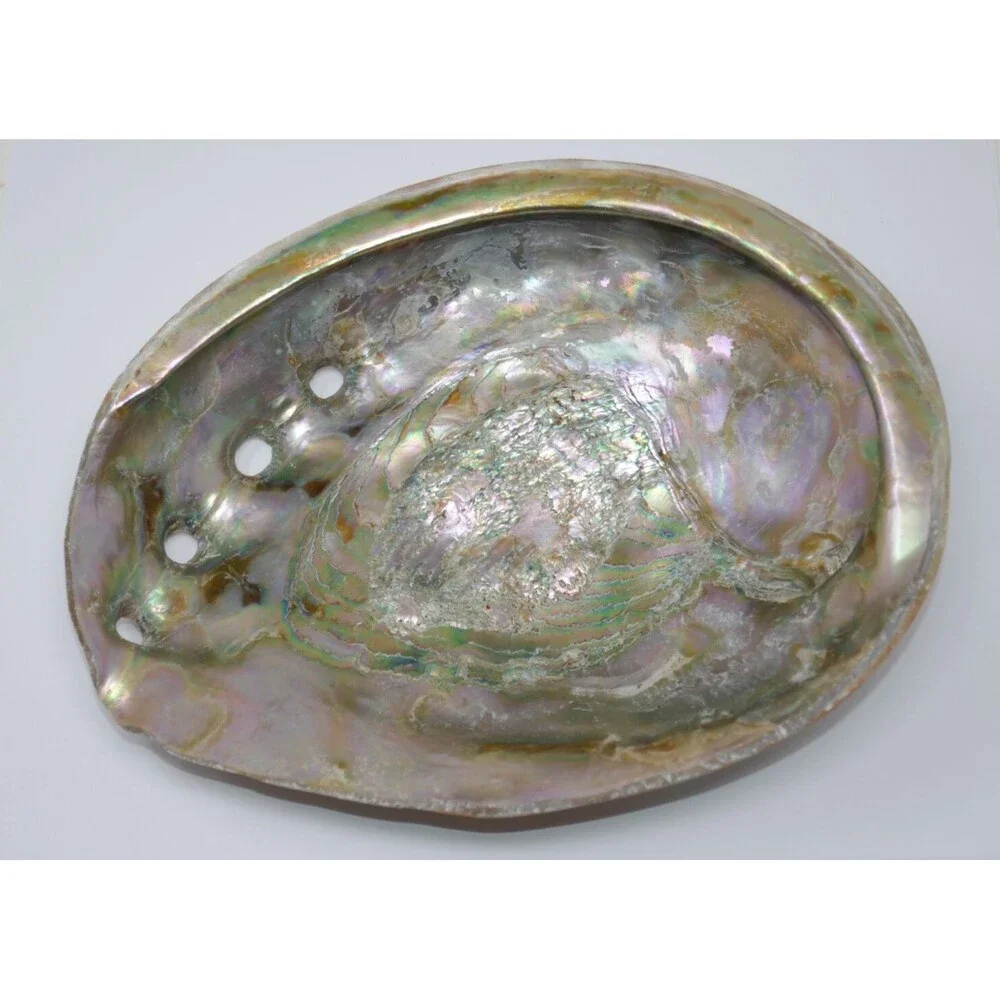 Large Red Abalone Haliotis rufescens Iridescent MOP 8x6 Shell